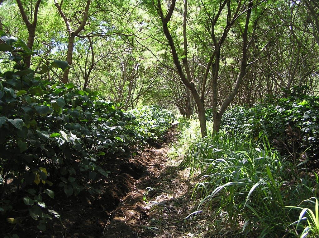 A photograph of a jungle during the day showcasing the kava plant