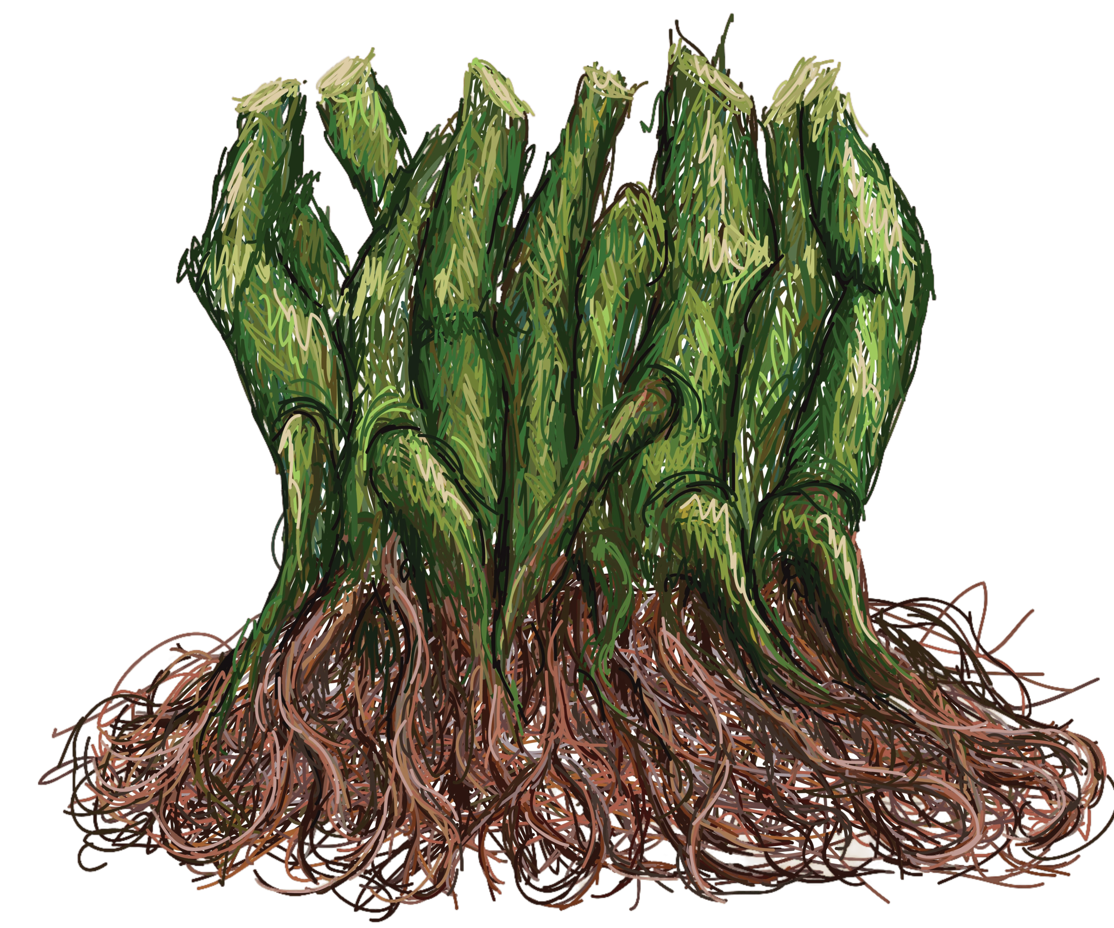 Kavahana - an illustration of the kava root: a natural ingredient in kava beverage preparation