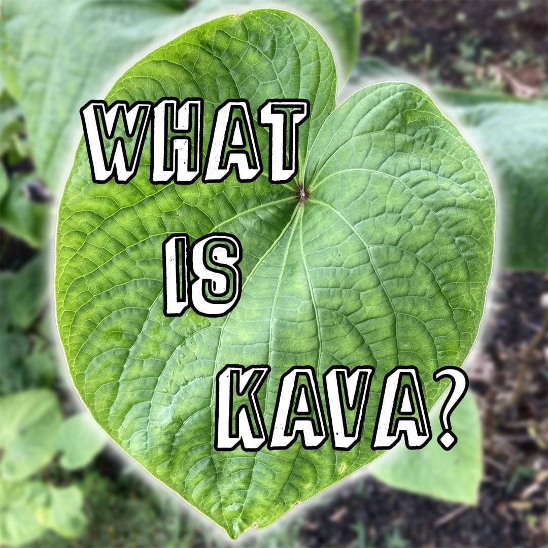 Kavahana - a photograph of kava leaves with white streaks highlighting the edges of the kava leaf.