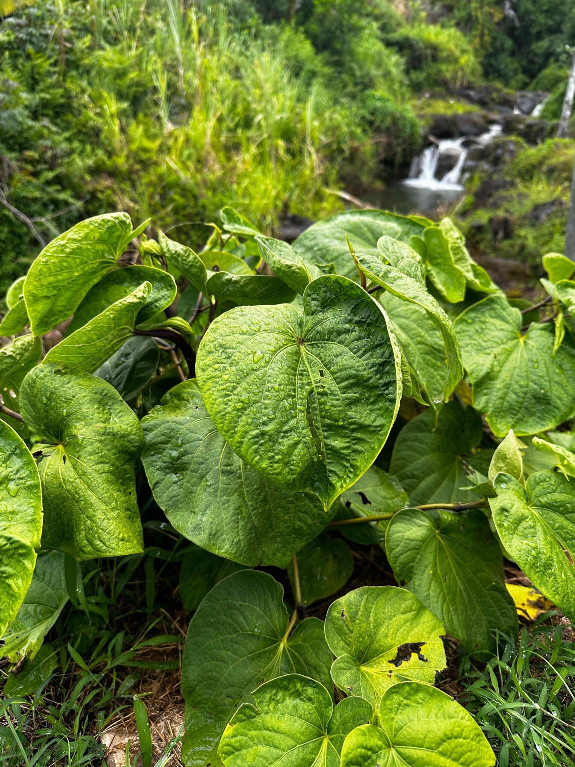 A Photograph taken in the sunny daylight of fresh Hawaiian ahvah ('awa) or kava, with the backdrop of a waterfall.