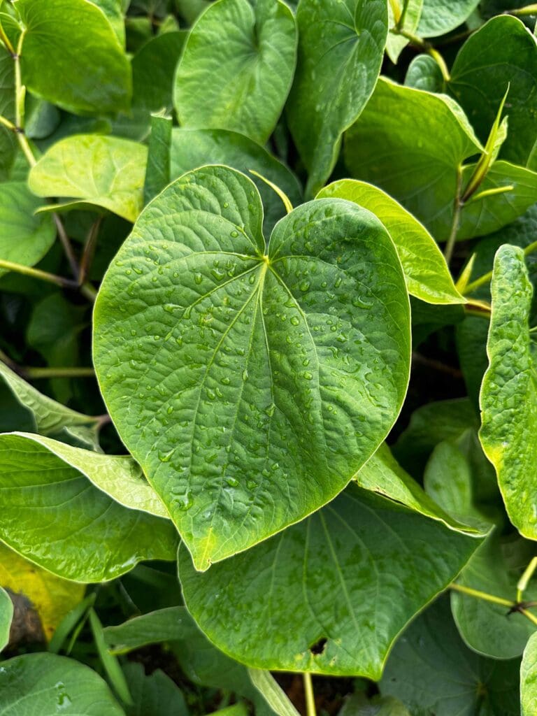 Close-up of a fresh kava leaf