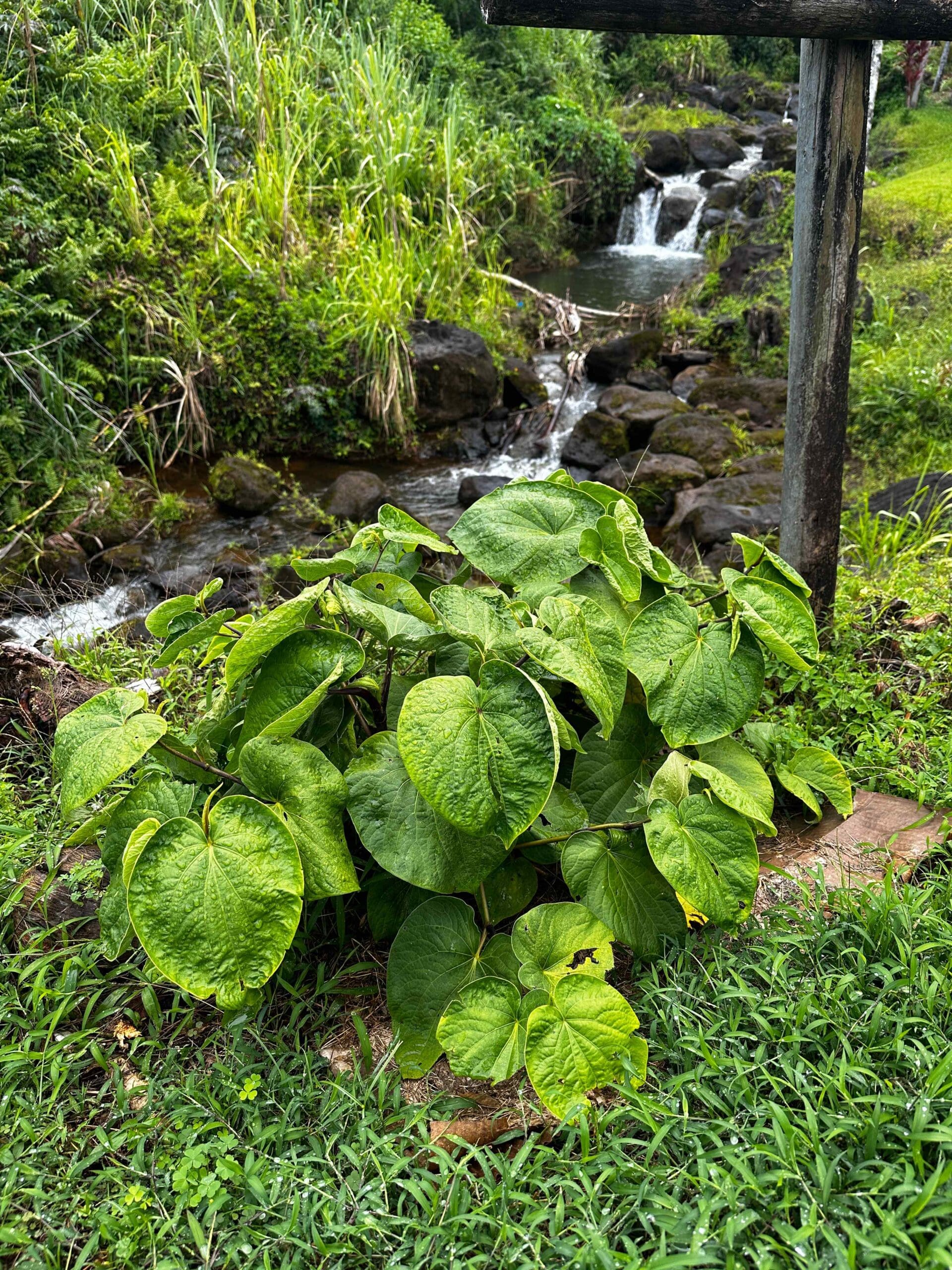 A fresh kava plant in front of a waterfall