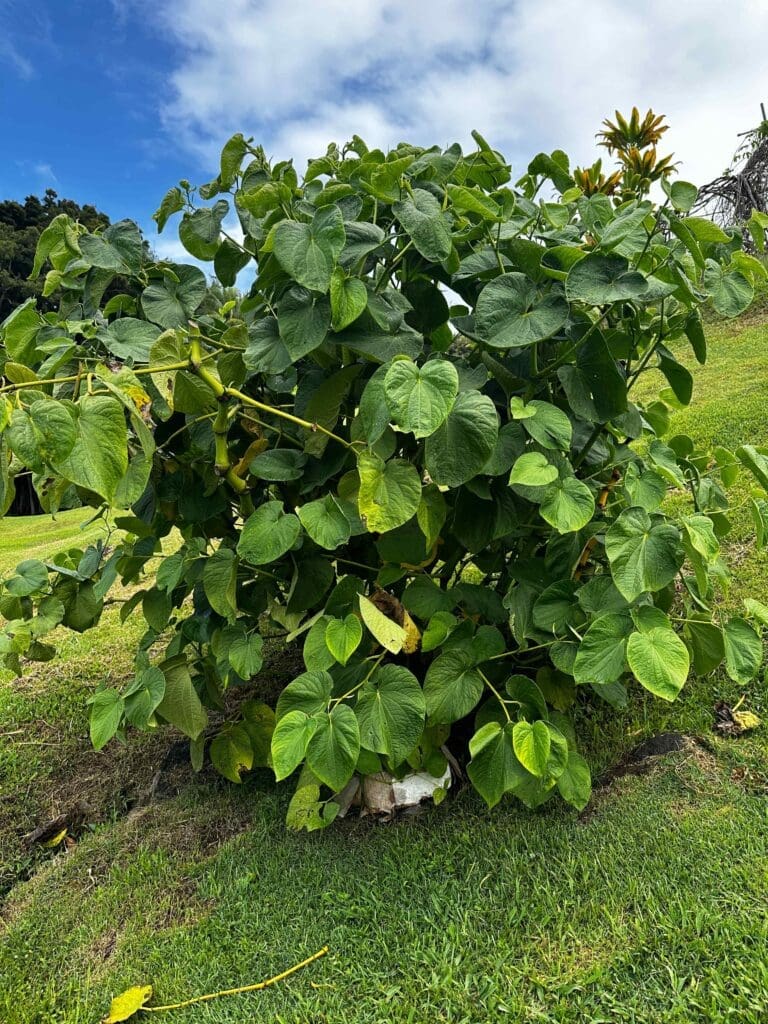 Kava plant at full maturity