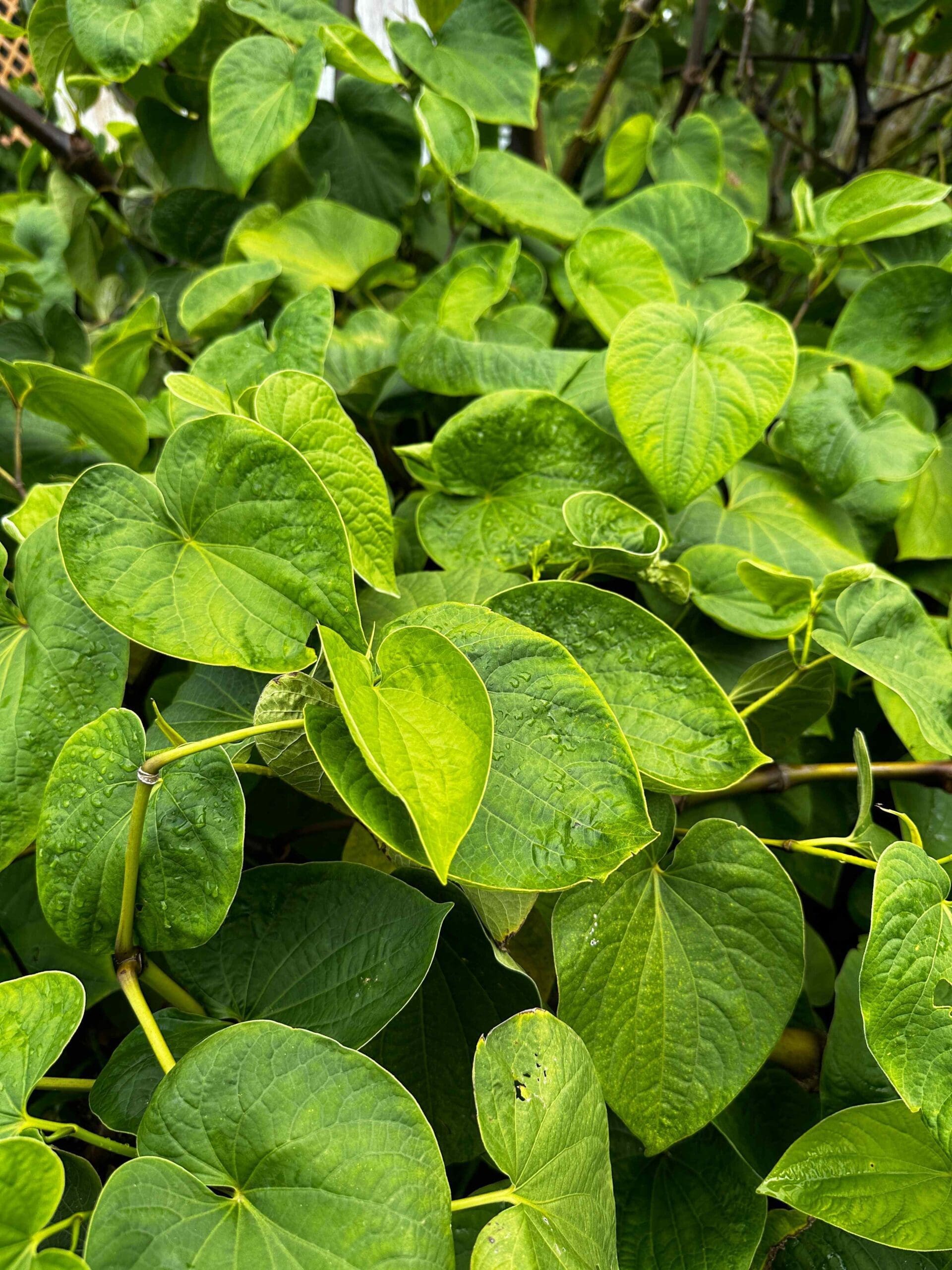 Kava plant during rainfall