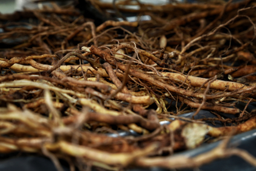 kava plant roots