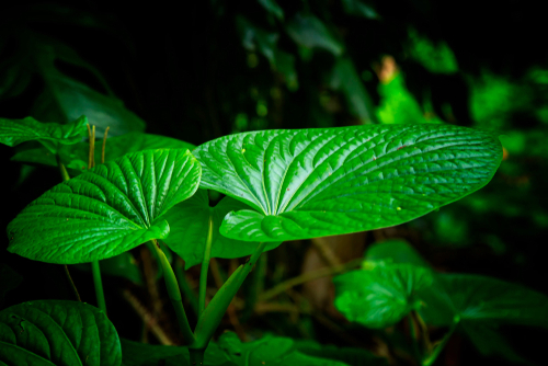 kava leaves