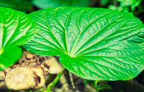 kava plant leaf
