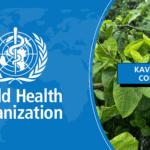 Kava is safe confirmed by the World Health Organization.