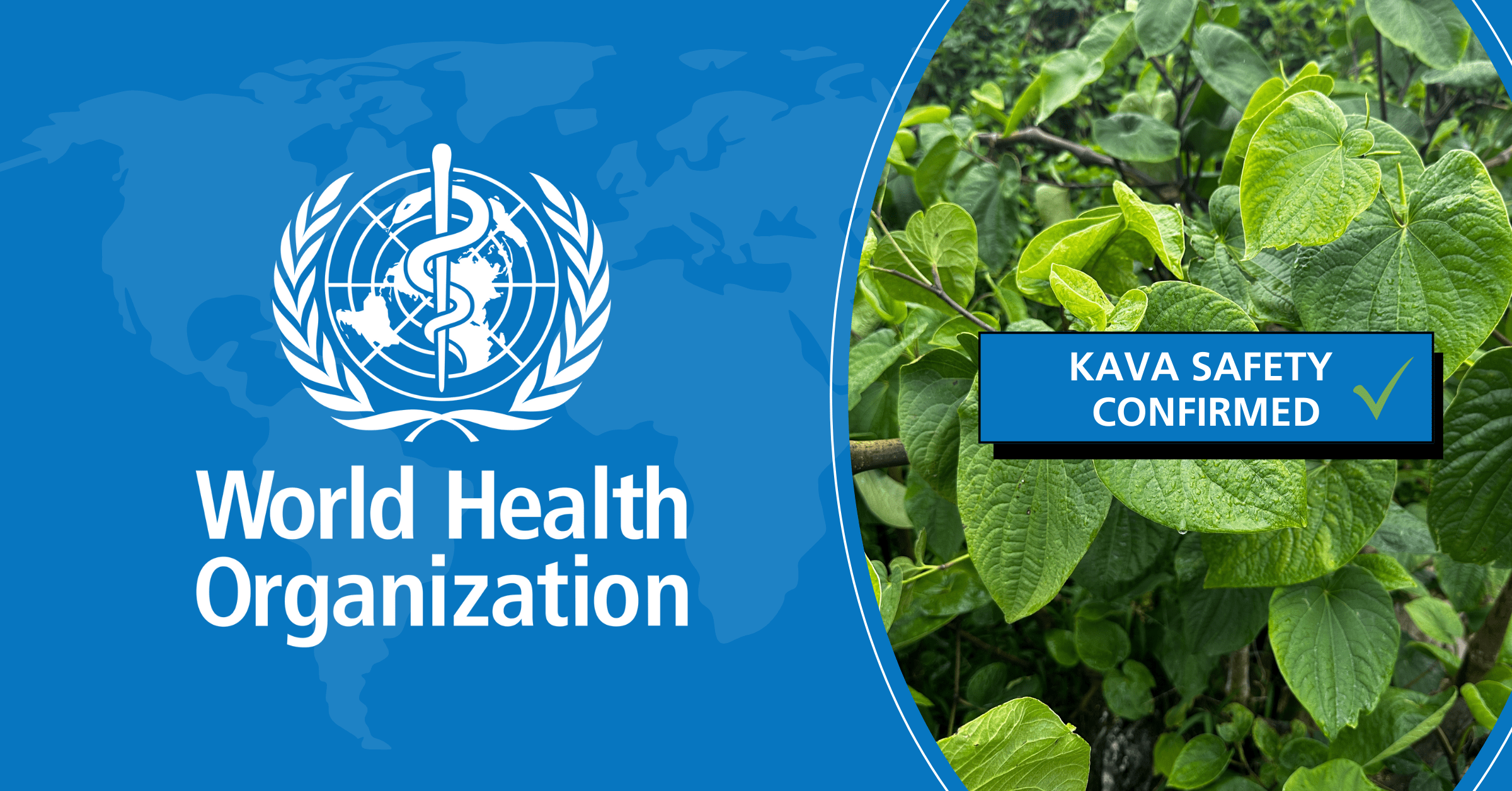 Kava is safe confirmed by the World Health Organization.