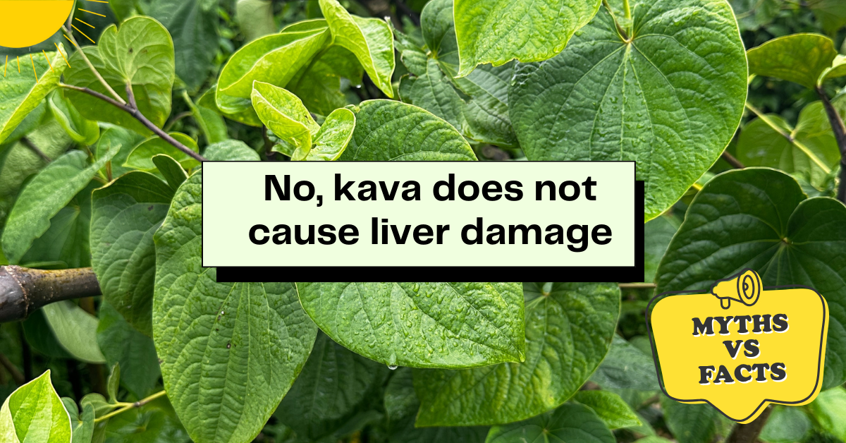 The notion that kava causes liver damage is false.